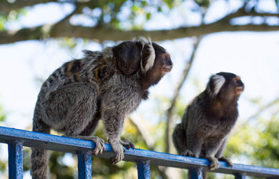 Monkeys sitting on railing