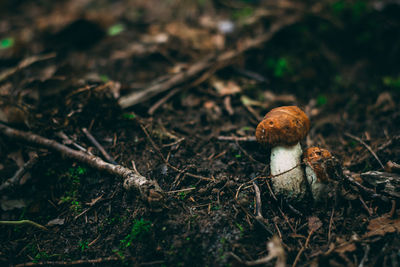 Close-up of mushroom growing on field