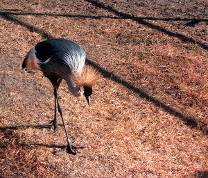 High angle view of exotic bird on field