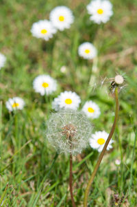 Close-up of dandelion blooming in field