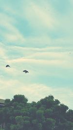 Bird flying over trees