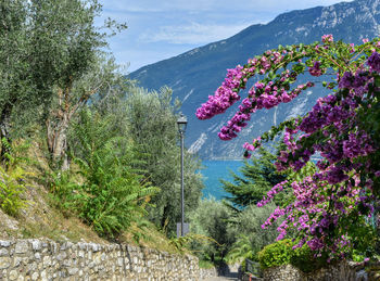 High angle view of pink flowering plants by trees against sky