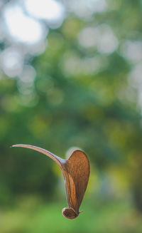 Close-up of wilted flower on field