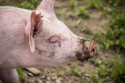 Close-up of pig on field