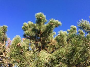 Low angle view of cactus plant against clear sky