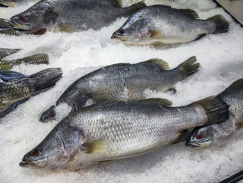 High angle view of fish for sale at market