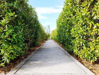 Empty road along plants