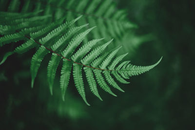 Close-up of fern leaves