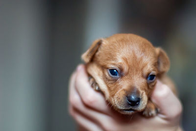 Close-up of hand holding puppy