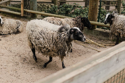 Sheep on field