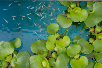 High angle view of fruits growing in lake