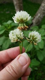 Close-up of hand holding flowering plant