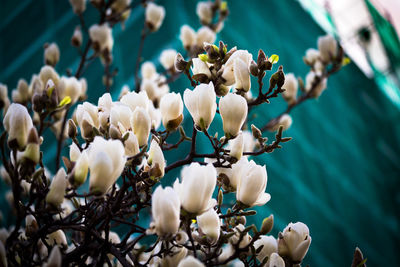 Close-up of white flowering plants