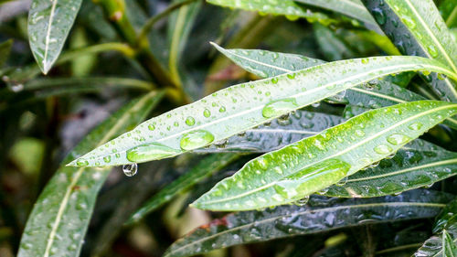 Close-up of wet plant leaves during rainy season