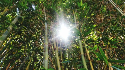 Low angle view of trees