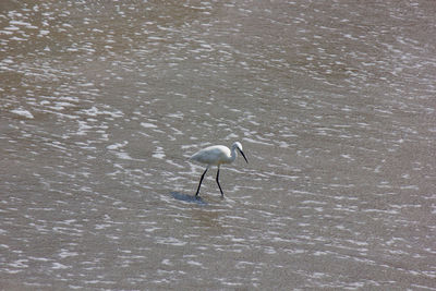 Bird perching on beach