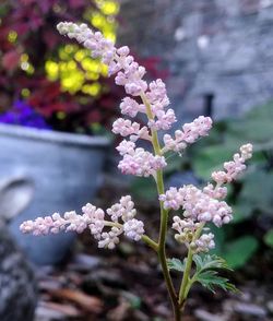 Close-up of cherry blossom