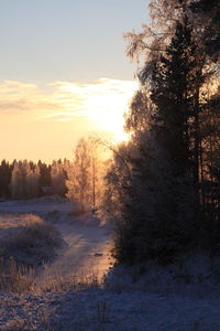 Trees on snow covered field against sky during sunset