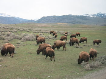 American bison at yellowstone national park