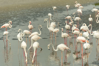 Flamingoes in ras al khor wildlife sanctuary, ramsar site, flamingo hide2, dubai, uae