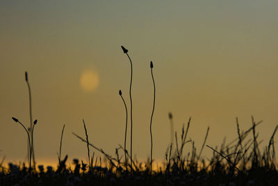 Close-up of silhouette plants on field against sky during sunset