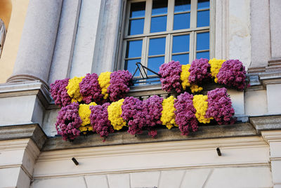 flowering plant