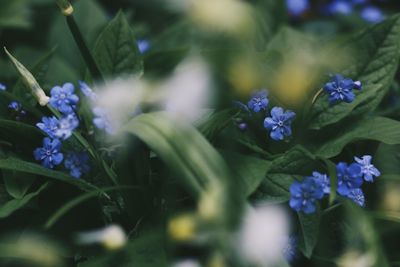 Close-up of purple flowers