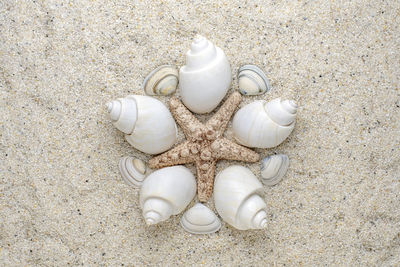 Sea shell arranged in shapes on sand as a circle.