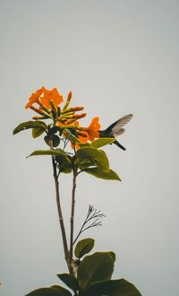 Close-up of orange flower plant against clear sky