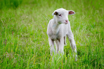 Lamb standing on grassy field