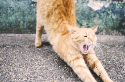Close-up of a cat