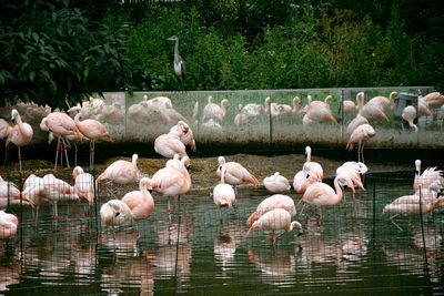 A group of flamingos in a zoo in amsterdam 