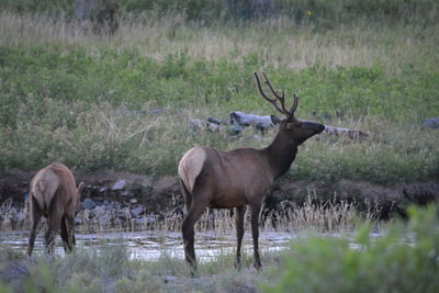 Deer standing in a field