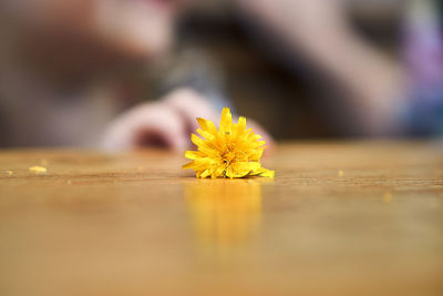 Close-up of yellow flower on table