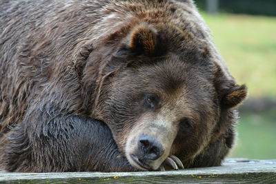 Close-up of a relaxed animal