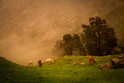 Cows grazing on field