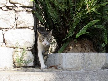 Cat sitting outdoors