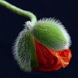 Close-up of red flower over black background