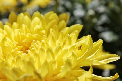 Close-up of yellow flowering plant