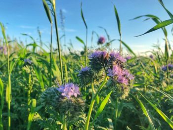 Close-up of purple flowering plants on field