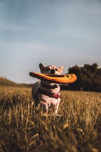 View of a dog on field