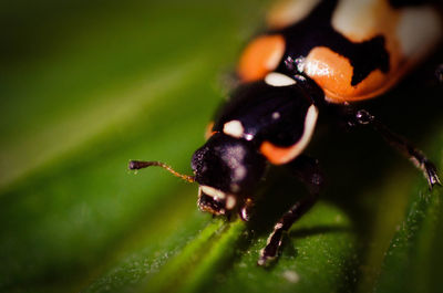 Close-up of insect on leaf