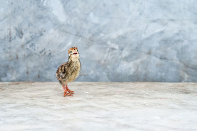 Close-up of bird perching on wall