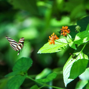 animal wildlife