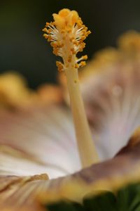 Close-up of yellow flowering plant