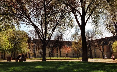 Trees in park