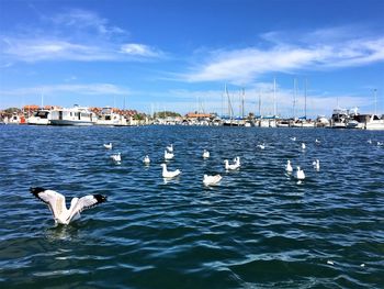 Swans in sea against sky