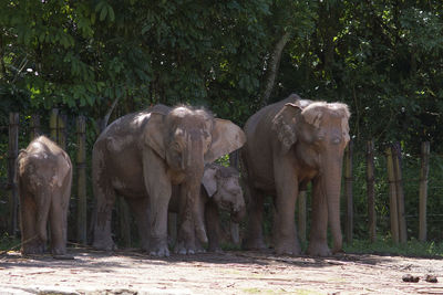 Elephant standing on field in forest