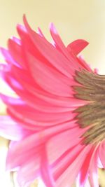 Close-up of pink flowers