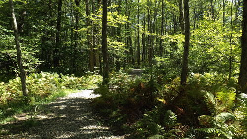 Footpath in forest